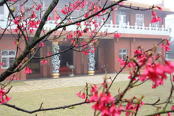 從櫻花樹看禪寺-2 從櫻花樹看禪寺-2