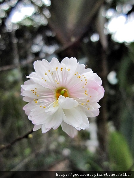 花蓮太魯閣晶英酒店.JPG