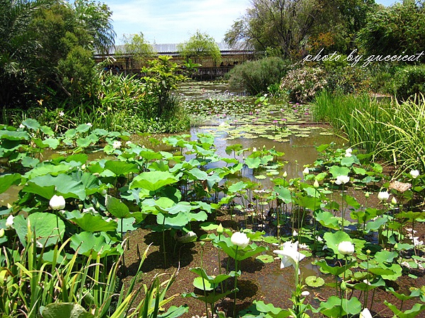 桃園觀音蓮花季@莫內的花園.JPG