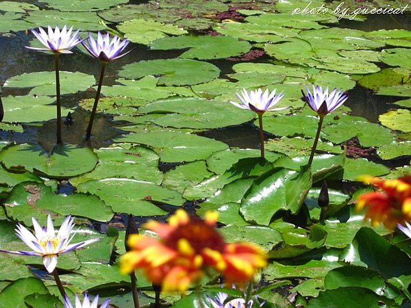 桃園觀音蓮花季@莫內的花園.JPG