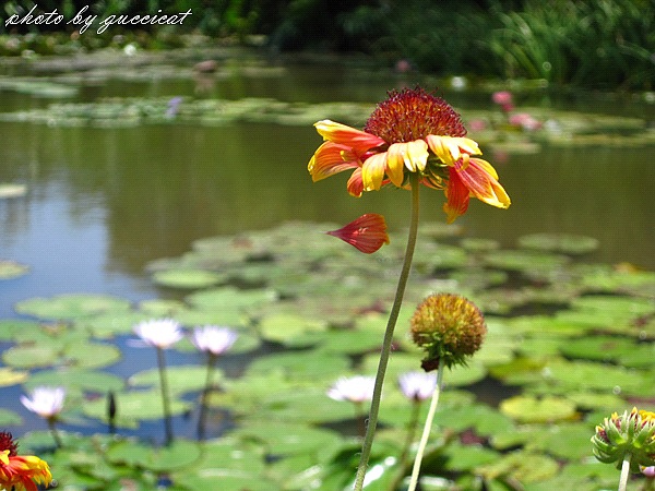 桃園觀音蓮花季@莫內的花園.JPG