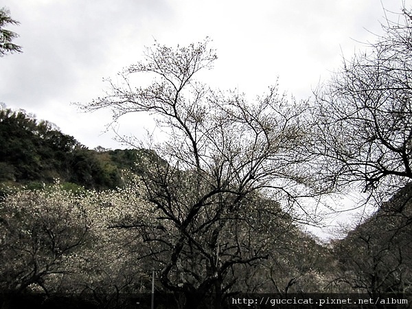 花蓮太魯閣晶英酒店.JPG