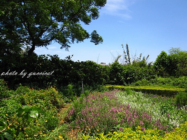 桃園觀音蓮花季@莫內的花園.JPG