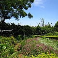 桃園觀音蓮花季@莫內的花園.JPG