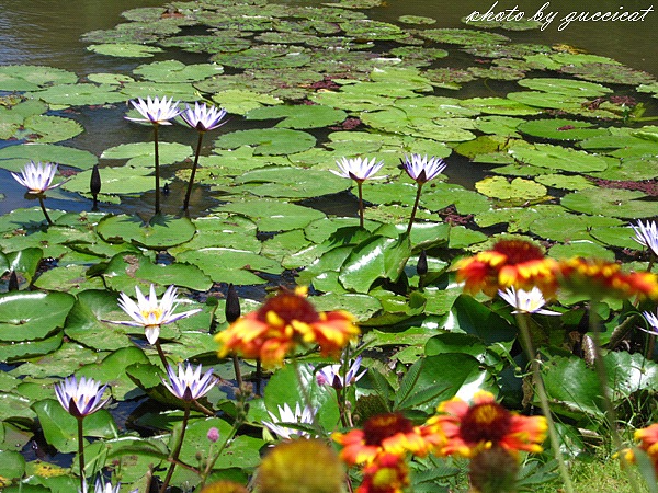 桃園觀音蓮花季@莫內的花園.JPG