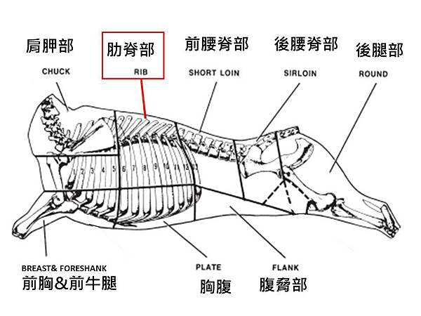 牛骨架-肋眼 (2)