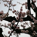 發現 京都櫻花