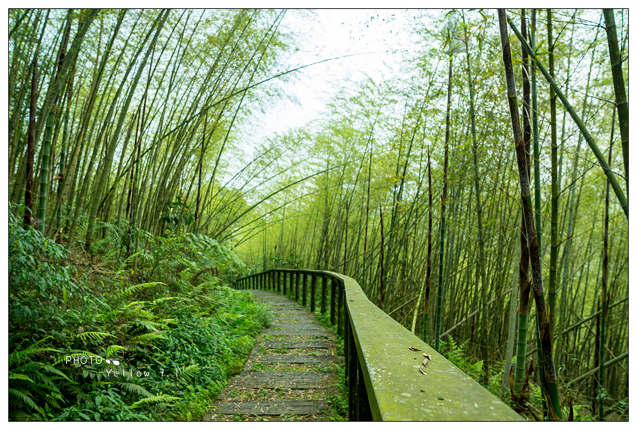 【嘉義梅山】竹林中的茶香,36彎雲道上的老街:梅山太平社區 梅山太平社區,太平老街,阿里山國家風景區,36彎雲道,愛玉DIY,茶席品茗,太平雲梯吊橋,拍照,親子,體驗,導覽