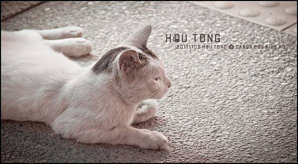 【HOU TONG】 雨後天青，同貓行。