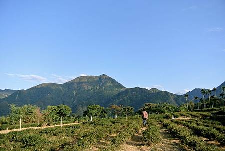 茶園山景.jpg