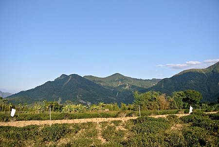 茶園山景2.jpg