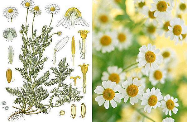 Anthemis nobilis