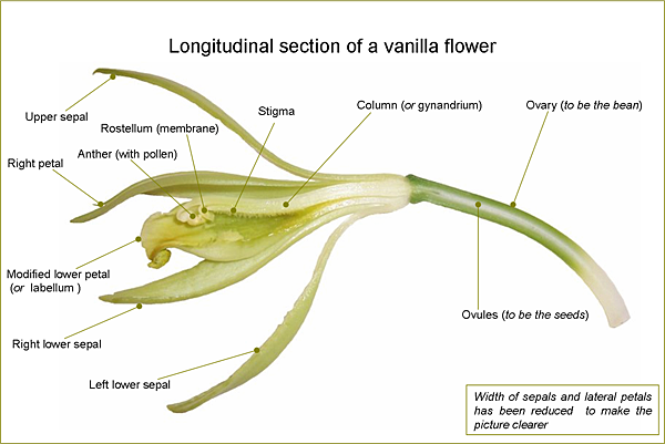 VanillaFlowerLongitudinalSection-en