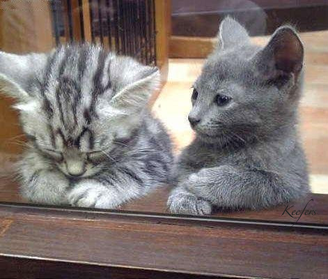 funny-pictures-kitten-offers-to--1.jpg funny-pictures-kitten-offers-to--1.jpg