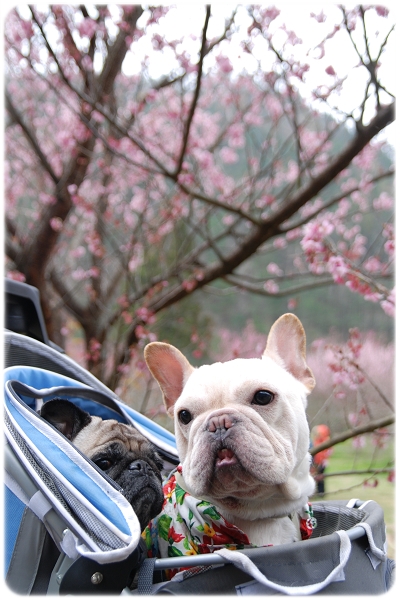 2011-02-19_武陵賞櫻