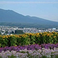 花田與遠方城市