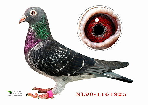 仙姬近照 仙姬近照