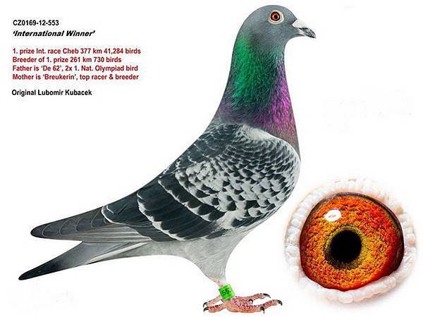 國際冠軍-1 國際冠軍-1