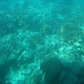 水底的珊瑚礁
