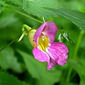 大霸_-紫花鳳仙花.JPG