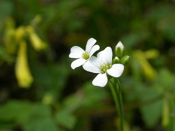 玉山筷子芥_大霸.JPG