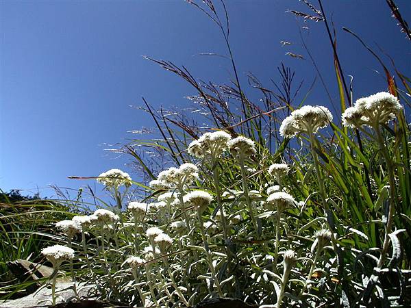 石門山_白花香青.JPG