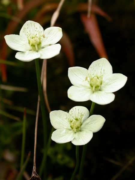 合歡溪_梅花草.JPG