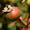 合歡山271_北峰_高山薔薇.JPG