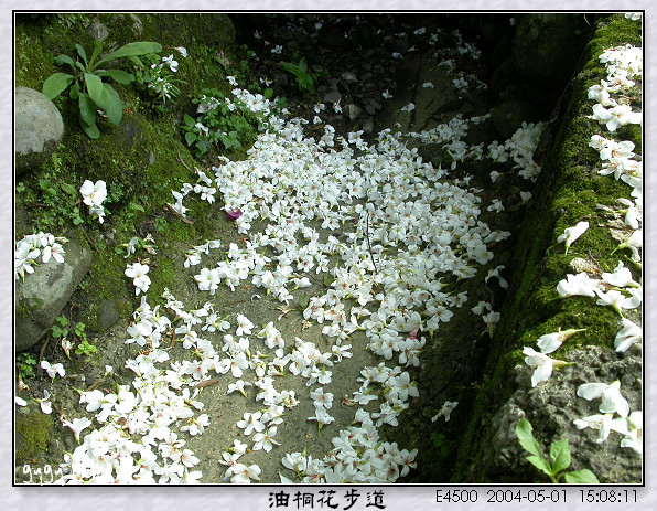 油桐花步道006.jpg