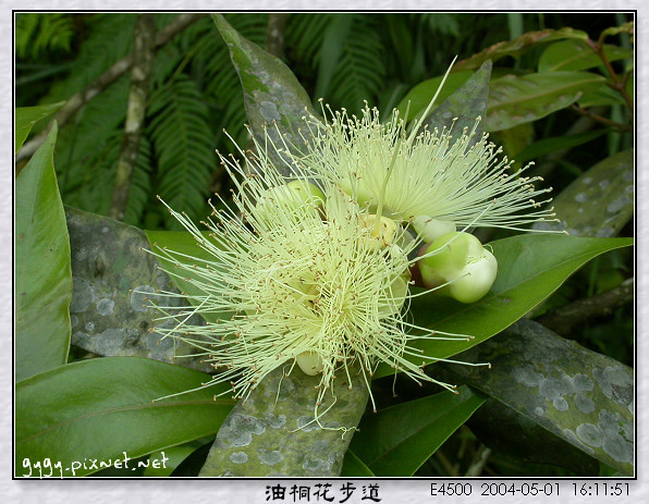 油桐花步道053.jpg