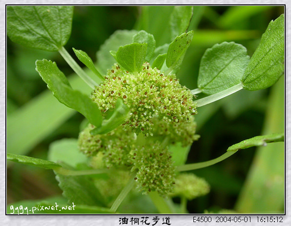 油桐花步道056.jpg