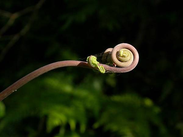 芒其_嫩葉烏來西坑林道064.JPG