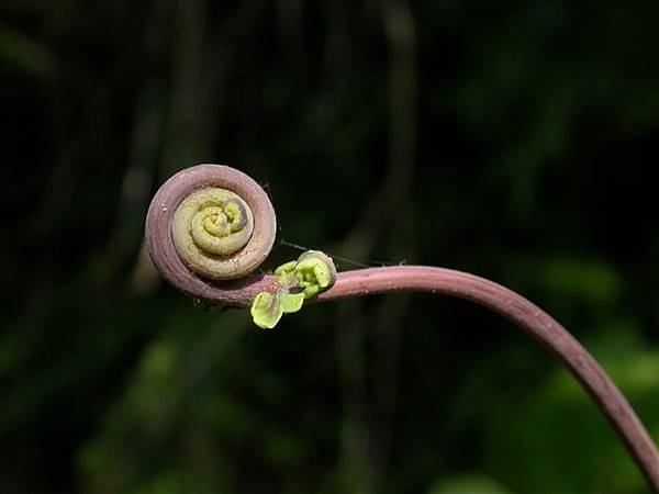 芒其嫩葉_烏來西坑林道062.JPG