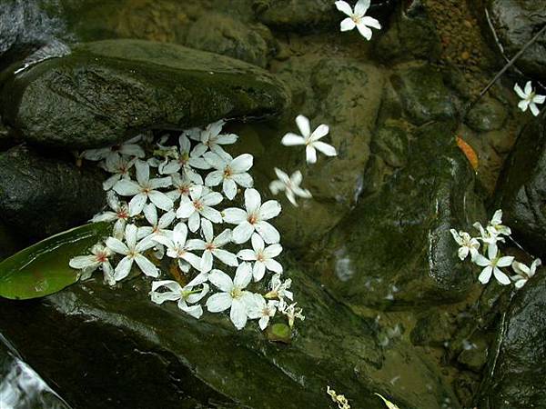 油桐花步道.JPG