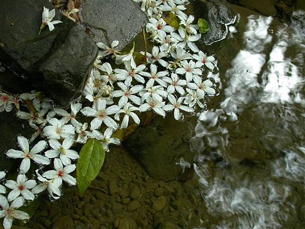 花園新城-'油桐花步道.JPG