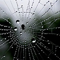 蜘蛛網上的水珠3.jpg