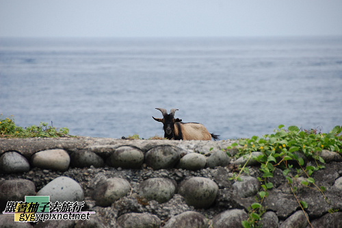 蘭嶼動物篇003.jpg