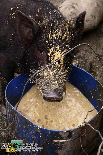 蘭嶼動物篇010.jpg