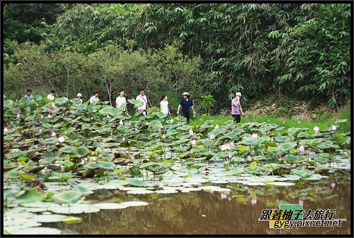 草湳溼地_033.jpg