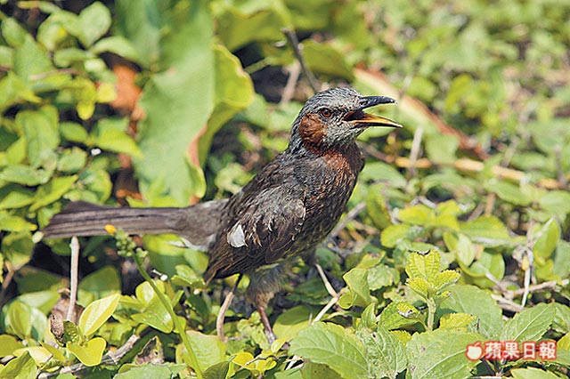 MN05_007島上也有豐富鳥類生態，意外發現一隻棕耳鵯(音同卑).jpg