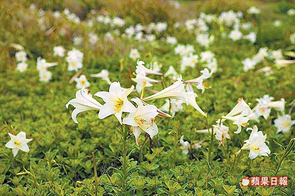 MN05_009龜山島上有許多台灣百合，盛開時的景觀在他處相當少見.jpg