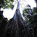 【塔普倫寺Ta Prohm 】_705.jpg