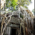 【塔普倫寺Ta Prohm 】雀榕絞殺了木棉.jpg