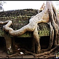 【塔普倫寺Ta Prohm 】超大樹根.jpg