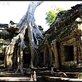 【塔普倫寺Ta Prohm 】樹根與廟合而為一.jpg
