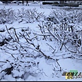 991125_溫哥華第二場積雪0091.jpg