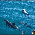 靠近船身的飛旋海豚980912