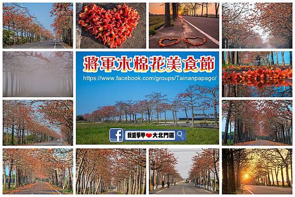 2018310將軍木棉花V28P.jpg 2018310將軍木棉花V28P.jpg