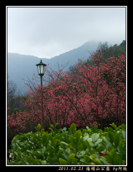 32路燈櫻花綠葉.jpg