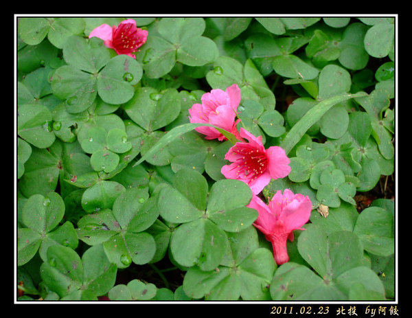 13大自然的插花.jpg